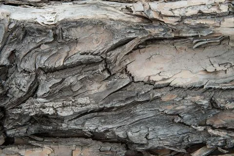The texture of the tree bark in close-up. Stock Photos