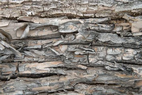 The texture of the tree bark in close-up. Stock Photos