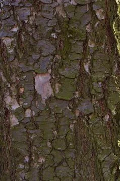The texture of tree bark covered with bright green mold. Natural background. Stock Photos