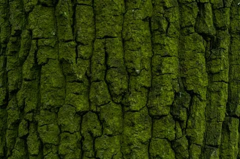 The texture of tree bark covered with bright green mold. Natural background. Stock Photos
