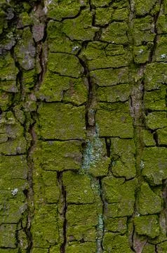 The texture of tree bark covered with bright green mold. Natural background. Stock Photos