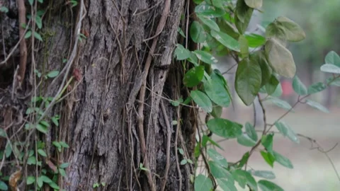 Texture of Tree Bark Covered with Creeping Vines Stock Footage 337949187