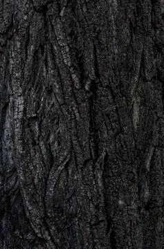 The texture of tree bark covered. Natural background Stock Photos