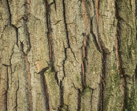 Texture of tree bark, cracks on the bark Stock Photos