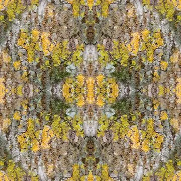 Texture of tree bark with different lichens Stock Illustration