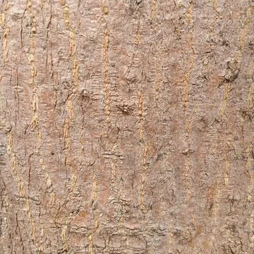 Texture of tree bark during the day during the dry season Foto stock