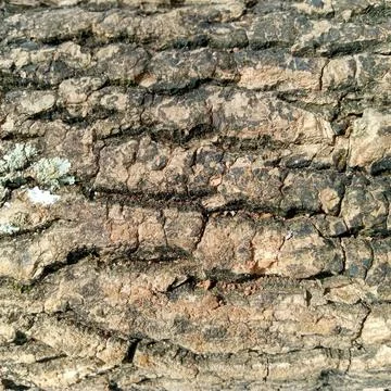 Texture of tree bark during the day during the dry season Foto stock