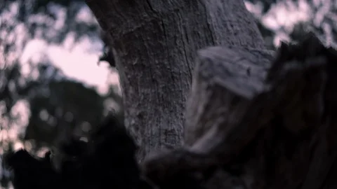 Texture of tree bark Vidéo 94884285