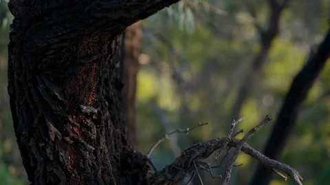 Texture of tree bark Stock-Footage 94884488