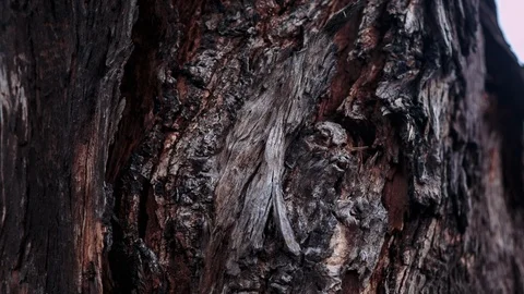 Texture of tree bark Video stock 94884683