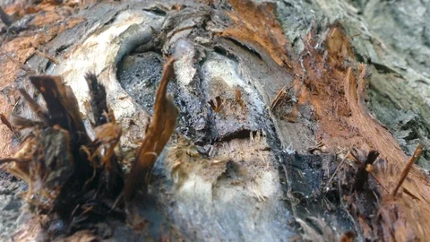 Texture Of A Tree Bark Stock Footage 95966869