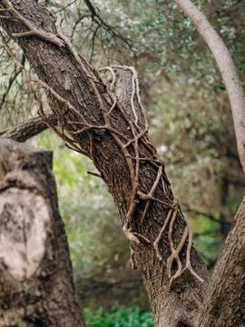 Texture of tree bark in the forest 스톡 사진