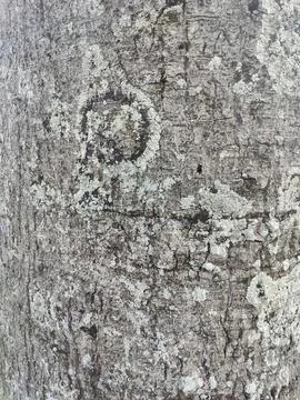 Texture of tree bark fried by mother nature Stock Photos