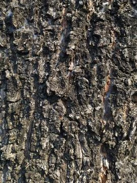 The texture of the tree bark, full of cracks, looks very rough. Stock Photos