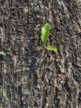 The texture of the tree bark, full of cracks, looks very rough. Stock Photos