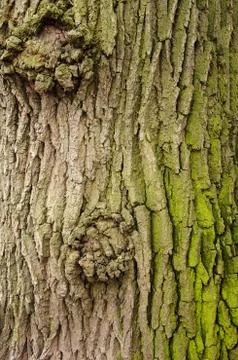 Texture of a tree bark with green moss Stock Photos