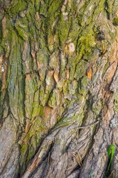 Texture of tree bark with green moss Foto stock