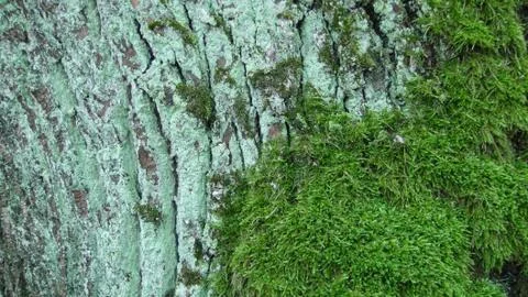 Texture of tree bark with green moss Stock Photos