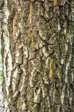 Texture of tree bark with green moss Stock Photos