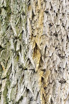 Texture of tree bark with large diamond-shaped cells Stock Photos