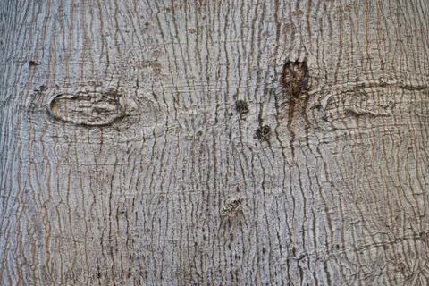 Texture of tree bark light gray closeup. Stock Photos
