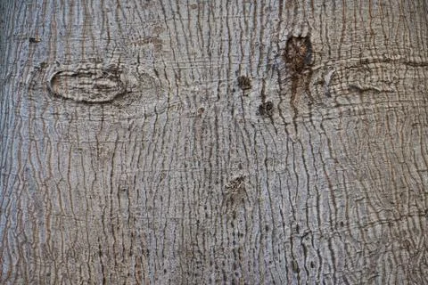 Texture of tree bark light gray closeup. Foto stock