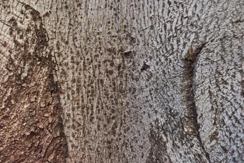 Texture of tree bark light gray closeup. Stock Photos
