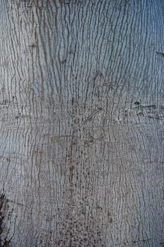 Texture of tree bark light gray closeup. Stock Photos