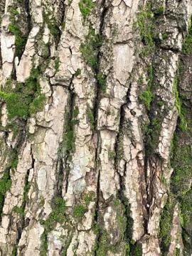 Texture of tree bark, a little green moss. Foto stock