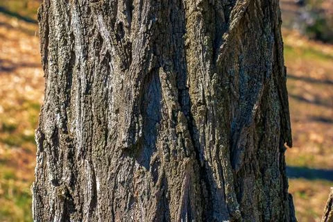 Texture of tree bark with longitudinal deep cracks. Robinia pseudoacacia bark Stock Photos