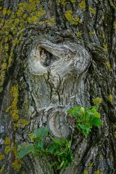 The texture of tree bark. The look of a forest creature. Stock Photos