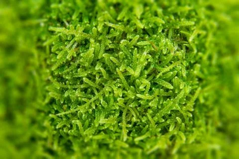 The texture of tree bark with moss. Old tall trees with moss in forest. Trees Stock Photos