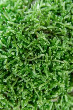 The texture of tree bark with moss. Old tall trees with moss in forest. Trees Stock Photos