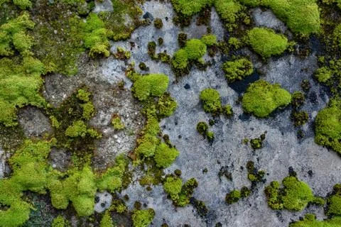 The texture of tree bark with moss. Old tall trees with moss in forest. Trees Stock Photos