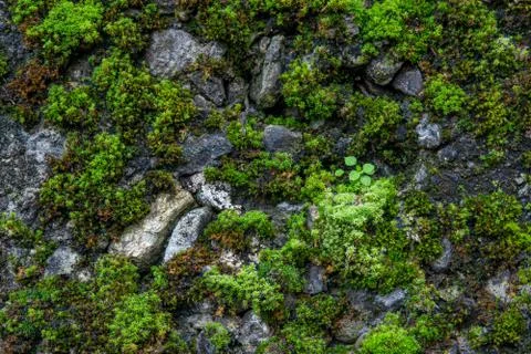 The texture of tree bark with moss. Old tall trees with moss in forest. Trees Stock Photos