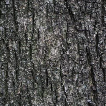 Texture of tree bark in natural light Stock Photos