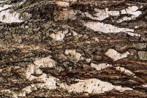 Texture of tree bark old birch black and white Stock Photos