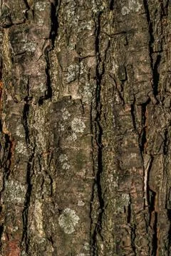 The texture of the tree bark. old oak dark grey Foto stock