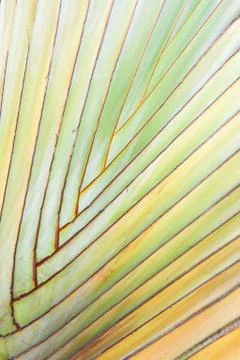 Texture of tree bark. Palm tree. Background. Pattern of tropical Palm trunk. Stock Photos