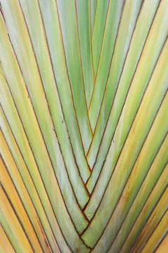 Texture of tree bark. Palm tree. Background. Pattern of tropical Palm trunk. Stock Photos