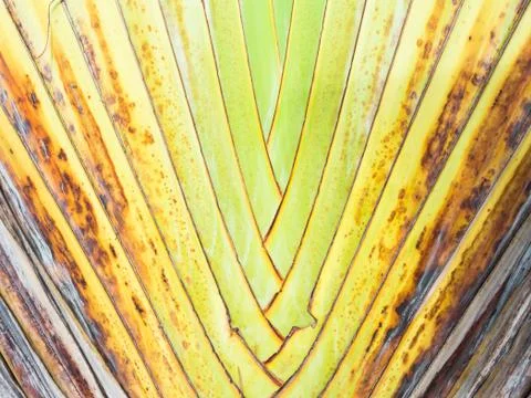 Texture of tree bark. Palm tree. Background. Pattern of tropical Palm trunk. Stock-Fotos