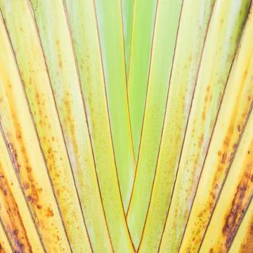 Texture of tree bark. Palm tree. Background. Pattern of tropical Palm trunk.  Stock Photos