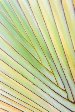 Texture of tree bark. Palm tree. Background. Pattern of tropical Palm trunk.  Foto stock