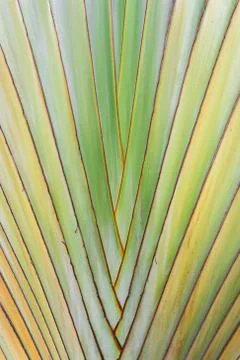 Texture of tree bark. Palm tree. Background. Pattern of tropical Palm trunk. Foto stock
