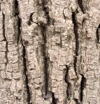 Texture of tree bark in the park Stock Photos