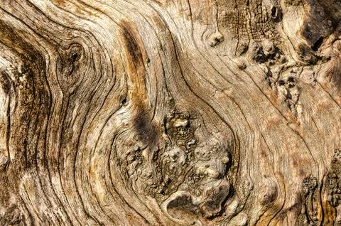 Texture tree bark Foto stock