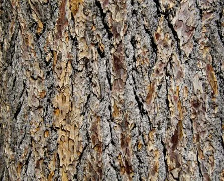 The texture of tree bark Stock Photos