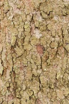 Texture of tree bark Stock Photos