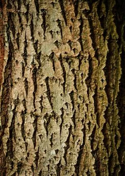 Texture of tree bark Stock Photos