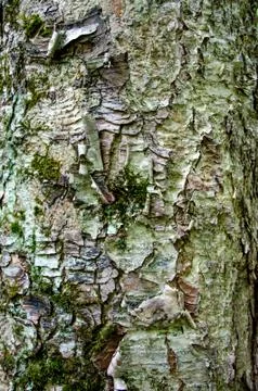 Texture of Tree Bark Foto stock